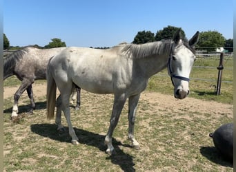 Zangersheider, Stallion, 2 years, 16 hh