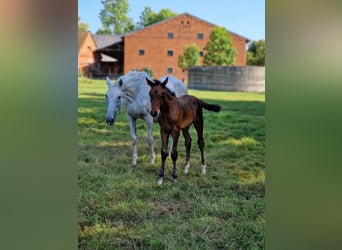 Zangersheider, Stallion, 2 years, 16,1 hh, Brown