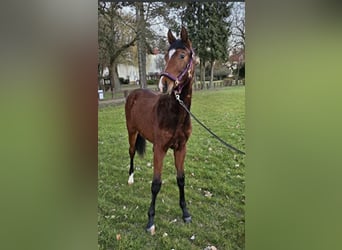 Zangersheider, Stallion, 2 years, 16,2 hh, Bay