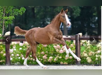 Zangersheider, Stallion, 2 years, 16,2 hh, Chestnut