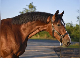 Zangersheider, Stallion, 2 years, 17 hh, Brown