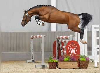 Zangersheider, Stallion, 2 years, Brown