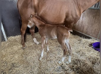 Zangersheider, Stallion, 2 years, Chestnut