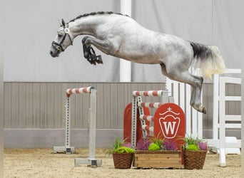 Zangersheider, Stallion, 2 years, Gray