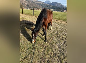 Zangersheider, Stallion, 3 years, 13.2 hh, Brown