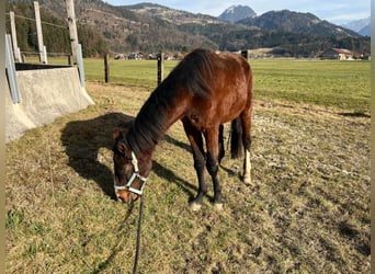 Zangersheider, Stallion, 3 years, 13.2 hh, Brown
