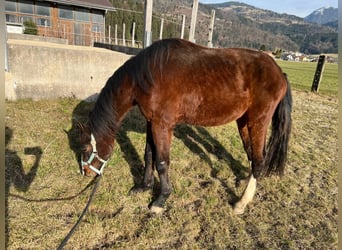 Zangersheider, Stallion, 3 years, 13.2 hh, Brown