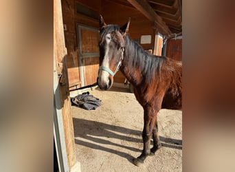 Zangersheider, Stallion, 3 years, 13.2 hh, Brown