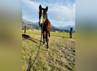 Zangersheider, Stallion, 3 years, 13.2 hh, Brown