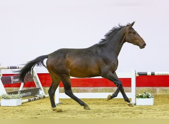Zangersheider, Stallion, 3 years, 15.2 hh, Black