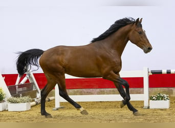 Zangersheider, Stallion, 3 years, 15.2 hh, Brown