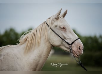Zangersheider, Stallion, 3 years, 15.2 hh, Perlino Zangersheider, Stallion, 3 years, 15.2 hh, Perlino