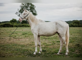 Zangersheider, Stallion, 3 years, 15.2 hh, Perlino Zangersheider, Stallion, 3 years, 15.2 hh, Perlino
