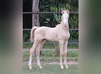 Zangersheider, Stallion, 3 years, 15.2 hh, Perlino Zangersheider, Stallion, 3 years, 15.2 hh, Perlino