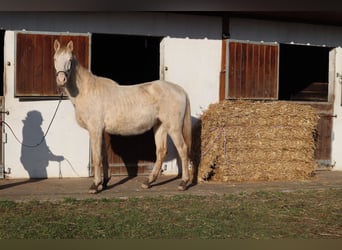 Zangersheider, Stallion, 3 years, 15.2 hh, Perlino Zangersheider, Stallion, 3 years, 15.2 hh, Perlino