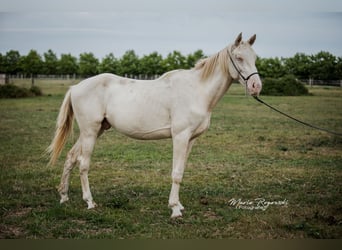 Zangersheider, Stallion, 3 years, 15.2 hh, Perlino Zangersheider, Stallion, 3 years, 15.2 hh, Perlino