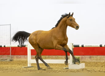 Zangersheider, Stallion, 3 years, 15.3 hh, Brown