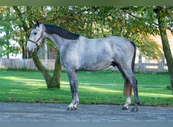 Zangersheider, Stallion, 3 years, 15,1 hh, Grey