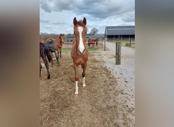 Zangersheider, Stallion, 3 years, 15,2 hh, Chestnut