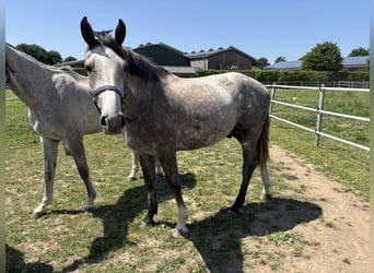 Zangersheider, Stallion, 3 years, 15,2 hh, Gray