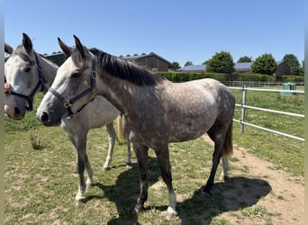 Zangersheider, Stallion, 3 years, 15,2 hh, Gray