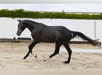 Zangersheider, Stallion, 3 years, 15,2 hh, Gray