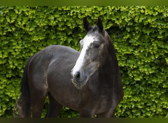 Zangersheider, Stallion, 3 years, 15,2 hh, Gray