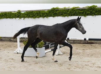 Zangersheider, Stallion, 3 years, 15,2 hh, Gray
