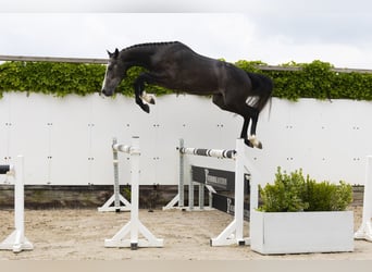 Zangersheider, Stallion, 3 years, 15,2 hh, Gray