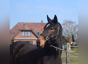 Zangersheider, Stallion, 3 years, 16.1 hh, Bay-Dark