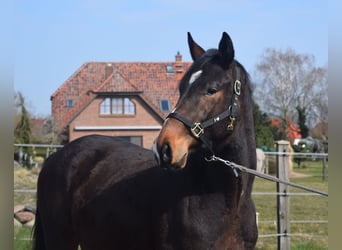 Zangersheider, Stallion, 3 years, 16.1 hh, Bay-Dark