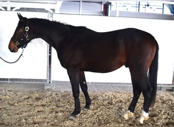 Zangersheider, Stallion, 3 years, 16.1 hh, Bay-Dark