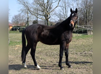 Zangersheider, Stallion, 3 years, 16.1 hh, Bay-Dark