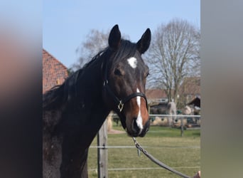 Zangersheider, Stallion, 3 years, 16.1 hh, Bay-Dark