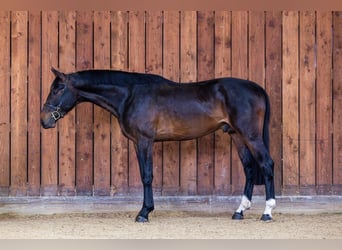 Zangersheider, Stallion, 3 years, 16.1 hh, Bay-Dark