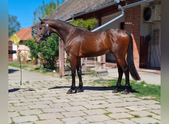 Zangersheider, Stallion, 3 years, 16.1 hh, Bay