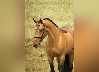 Zangersheider, Stallion, 3 years, 16.1 hh, Brown