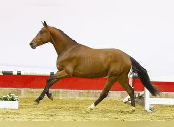 Zangersheider, Stallion, 3 years, 16.1 hh, Brown