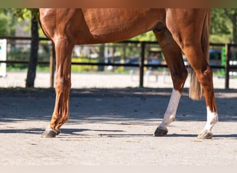 Zangersheider, Stallion, 3 years, 16.1 hh, Chestnut-Red