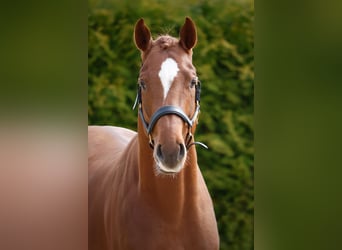 Zangersheider, Stallion, 3 years, 16.1 hh, Chestnut-Red