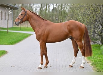 Zangersheider, Stallion, 3 years, 16.1 hh, Chestnut