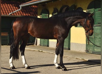 Zangersheider, Stallion, 3 years, 16.2 hh, Bay-Dark