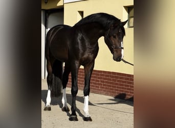 Zangersheider, Stallion, 3 years, 16.2 hh, Bay-Dark