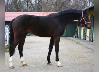 Zangersheider, Stallion, 3 years, 16.2 hh, Bay-Dark