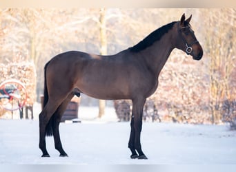 Zangersheider, Stallion, 3 years, 16.2 hh, Bay