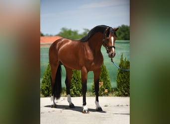 Zangersheider, Stallion, 3 years, 16,2 hh, Bay