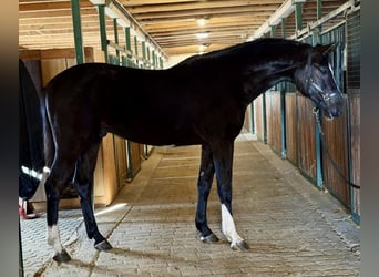 Zangersheider, Stallion, 3 years, 16.2 hh, Black