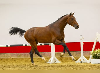 Zangersheider, Stallion, 3 years, 16.2 hh, Brown