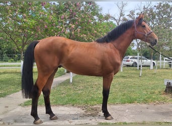 Zangersheider, Stallion, 3 years, 16.2 hh, Brown