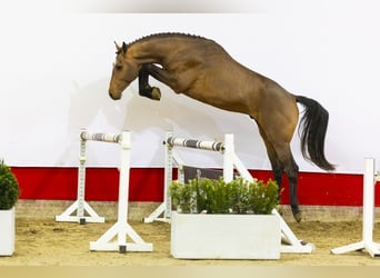 Zangersheider, Stallion, 3 years, 16,2 hh, Brown